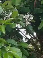 伏木香取神社(茨城県)