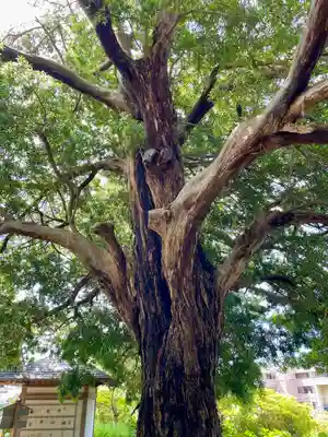 安養院　(田代寺）(神奈川県)