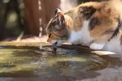 玉野御嶽神社(愛知県)