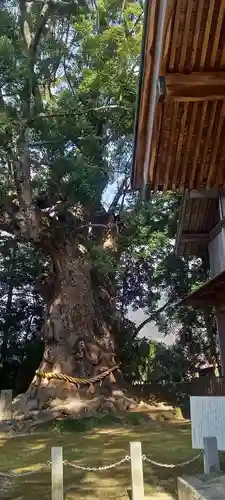 川津来宮神社の自然