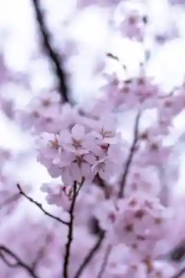 新城藤原神社(長野県)