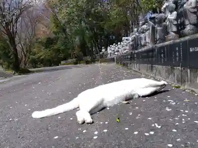 御誕生寺（猫寺）(福井県)