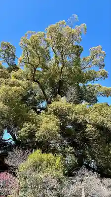道明寺天満宮(大阪府)