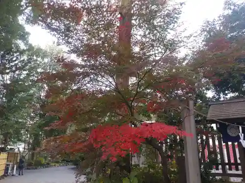 阿佐ヶ谷神明宮の自然