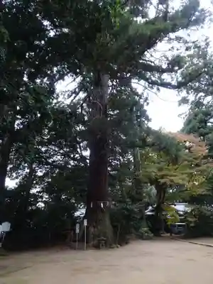 側高神社(千葉県)