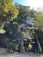 八旗八幡宮の自然