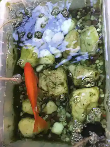 江東天祖神社の動物