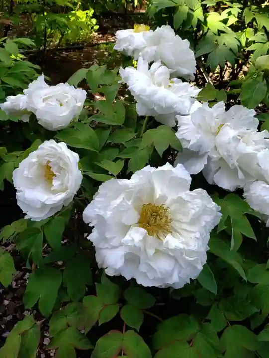 東長谷寺 薬王院の自然
