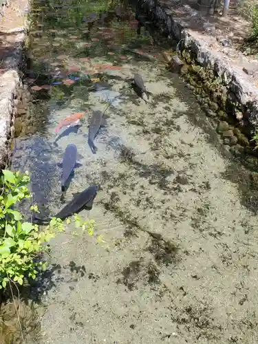 天台宗 五大山 白毫寺の動物