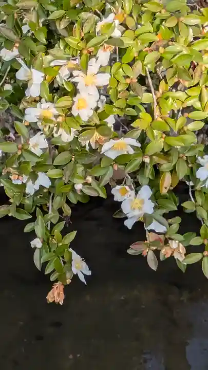 大豊神社(京都府)