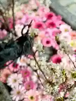 札幌諏訪神社の手水舎