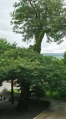 白山姫神社の自然