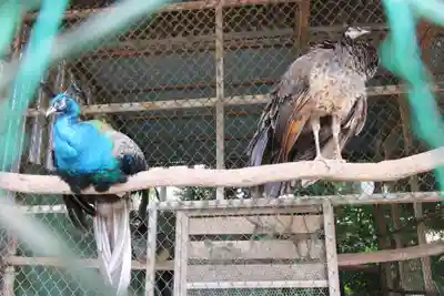 岩槻久伊豆神社(埼玉県)