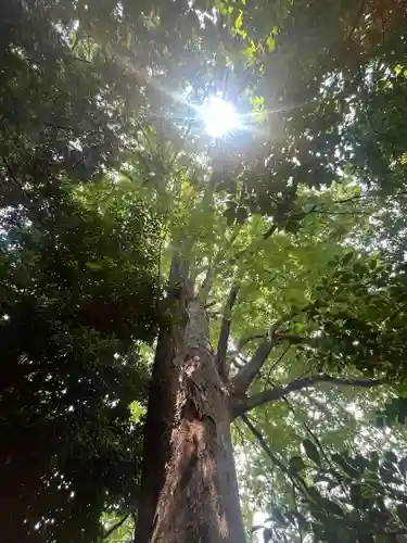 鎮守氷川神社(埼玉県)