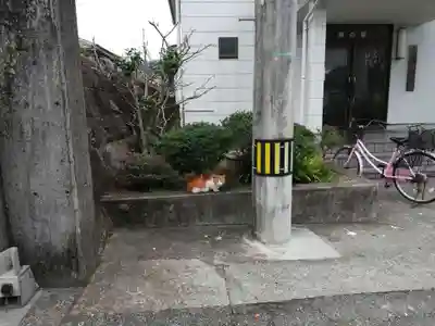 蛭子神社（牟岐港）の動物
