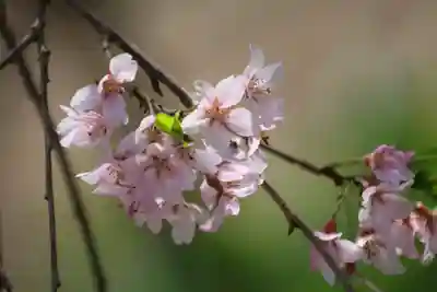 華正院の自然