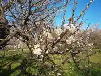 弘道館鹿島神社の自然