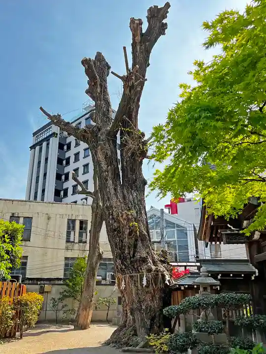 櫛田神社の自然
