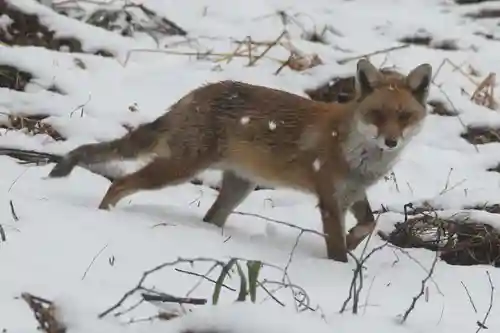 鹿島大神宮の動物