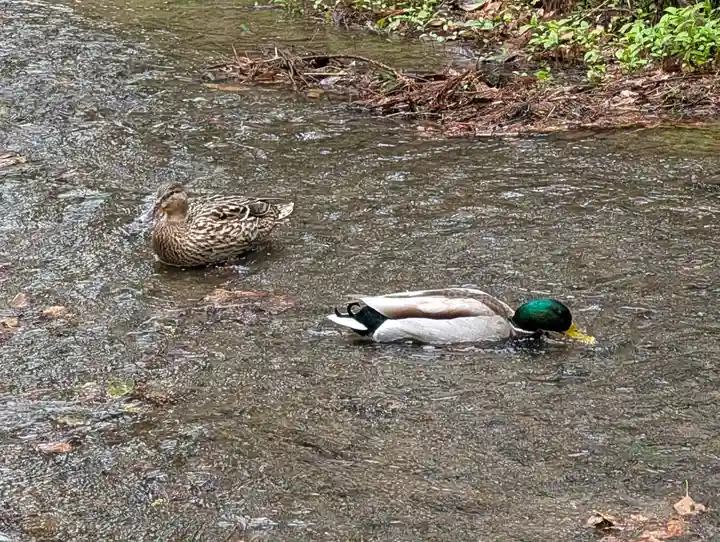 賀茂別雷神社(上賀茂神社)(京都府)
