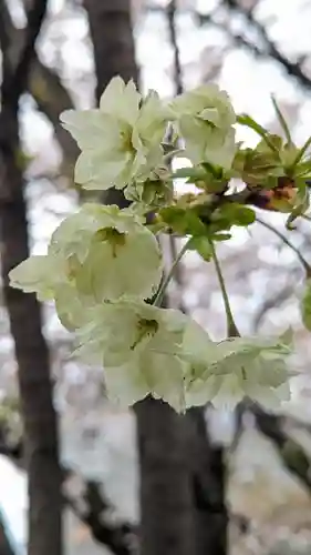 墨染寺（桜寺）(京都府)