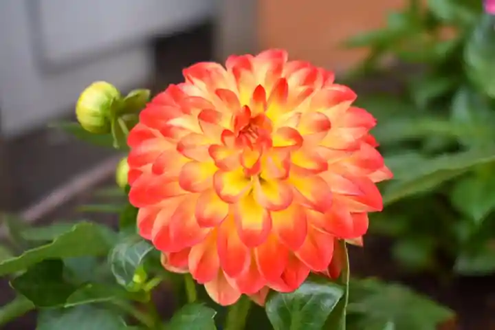 尻岸内八幡神社の自然