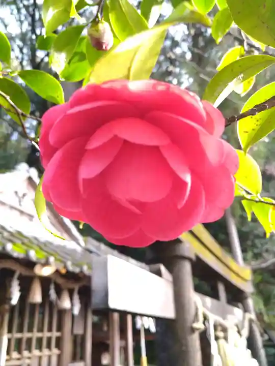 若一王子宮(高知県)