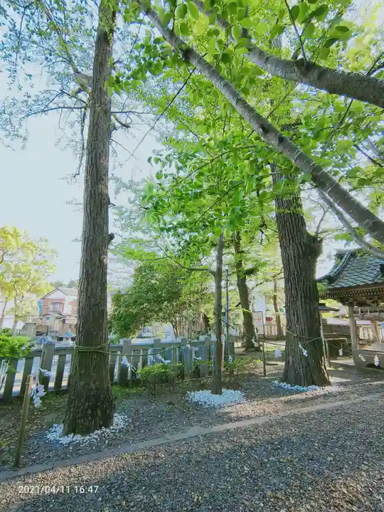玉前神社の自然