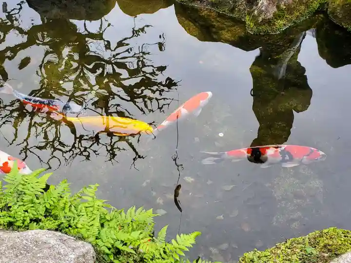 太宰府天満宮の動物