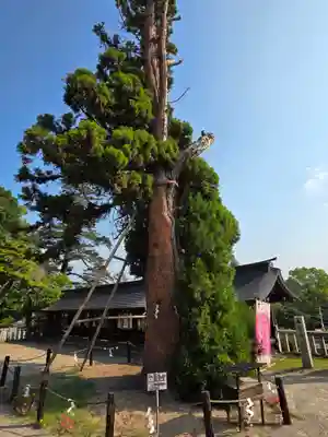 吉備津彦神社(岡山県)