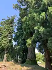 村山浅間神社の自然