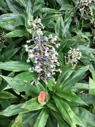 愛知縣護國神社の自然