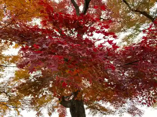 石清水八幡宮の自然