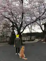 加茂別雷神社の動物