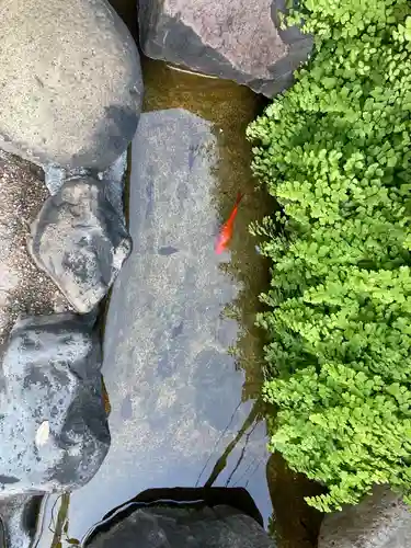 神楽坂安養寺の動物