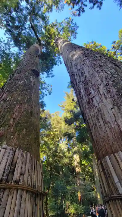 伊勢神宮内宮(皇大神宮)の自然