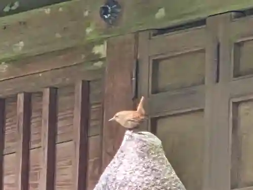 雲辺寺の動物