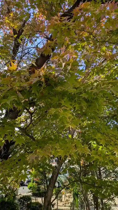 墨染寺(桜寺)(京都府)