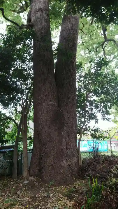 伊豆美神社の自然