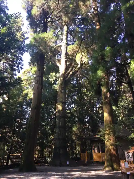 高千穂神社の自然