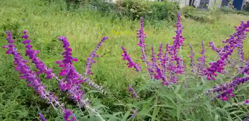 八幡神社の自然