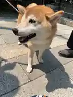 彌彦神社 (伊夜日子神社)の動物