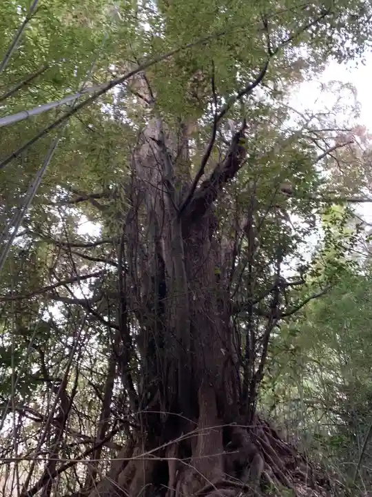 日吉神社の自然