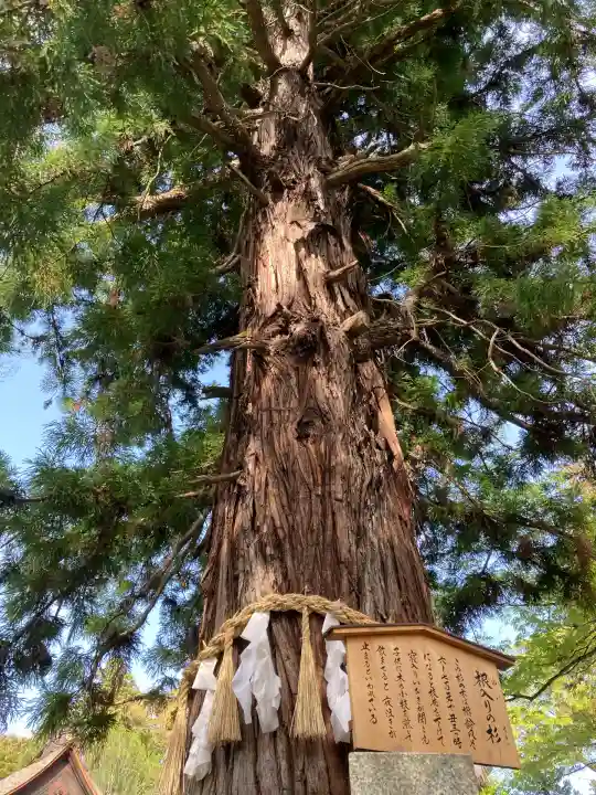 諏訪大社下社秋宮(長野県)