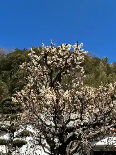 眞珠院の{uncategorized: "未分類", other: "その他", undefined: "問題あり", building: "その他建物", grave: "お墓", sacred_gate: "鳥居", guardian: "狛犬", statue: "像", buddha: "仏像", history: "歴史", nature: "自然", garden: "庭園", animal: "動物", pagoda: "塔", temizu: "手水舎", mountain_gate: "山門・神門", sanctuary: "本殿・本堂", subordinate: "末社・摂社", art: "芸術", scenery: "景色", jizo: "地蔵", ema: "絵馬", goshuin: "御朱印", omikuji: "おみくじ", items: "授与品その他", amulet: "お守り", goshuincho: "御朱印帳", eats: "食事", festival: "お祭り", votive_dance: "神楽", shichigosan: "七五三参", wedding: "結婚式", experience: "体験その他", initially: "初詣", around: "周辺", anti_infection: "感染症対策"}