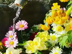 岡部春日神社～👹鬼門よけの🌺花咲く🌺やしろ～の手水