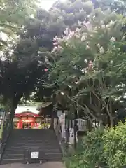 自由が丘熊野神社の自然