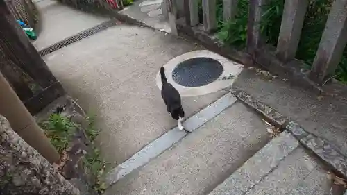 末廣神社の動物