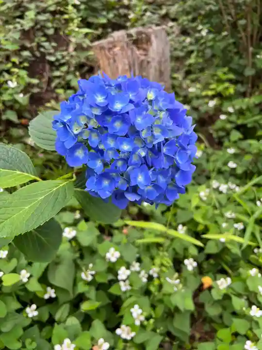 瀬田玉川神社の自然