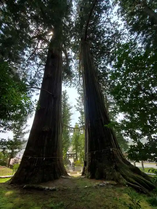 夏井諏訪神社の自然